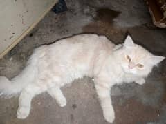 off white persain cat