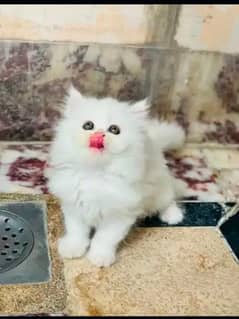 Persian cat female potty train triple code 03304246398 my WhatsApp