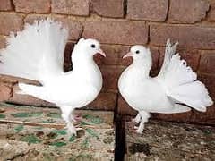 Fancy, Laka, Sherazi,  Peigons Available