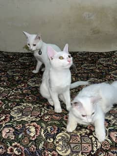 For