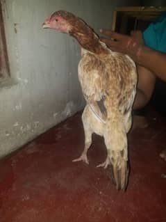 jis ko cheez ki samj ha wohi rabta karay