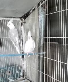 urgent eno cocktai 2l pair for sale