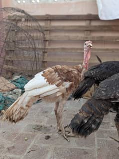  Turkeys for sale