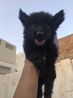 GRM 1 puppy’s 60k ha Fainal Calar black or Black kin 10 ha ok