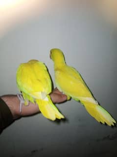 Yellow Ringneck  one piece Rs 18000 +923341928294