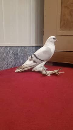 swallow
