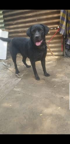 labrador