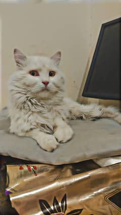 friendly and cute