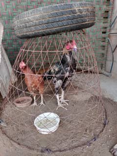 hens pair - 2 murgy 1 murgi aseel