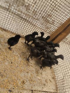 Ayam cemani Gray tongue