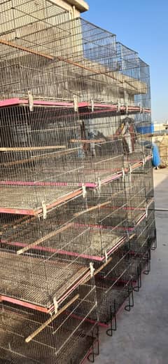8 portion cages for sale