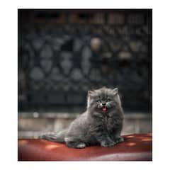 Persian