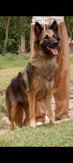 Alsatian female 10 months for sale