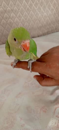 parrot