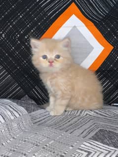 2 tripple coat persion kitte