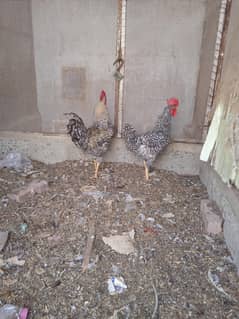 hens