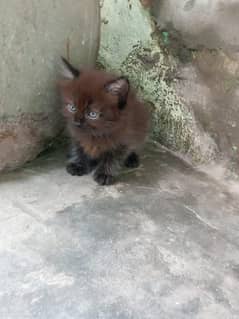 Persian