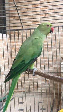 RINGNECK MALE / FEMALE