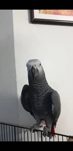 African Grey - Tamed, Exrtremely Talkative & Fast Learner