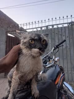 Persian cat
