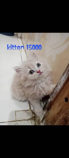 4 persian kittens and 1 breeder pair