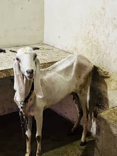 6 dant bakri