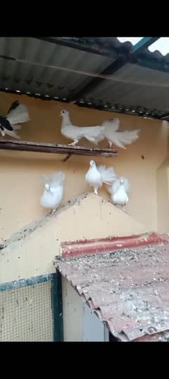 pigeons
