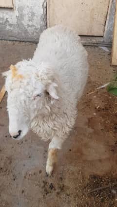 Mundra for sale