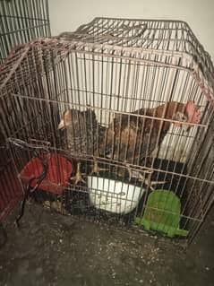 three hens. and two cock