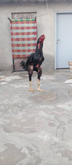 shamo aseel age2 sall male