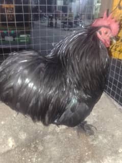 bantam chicks available