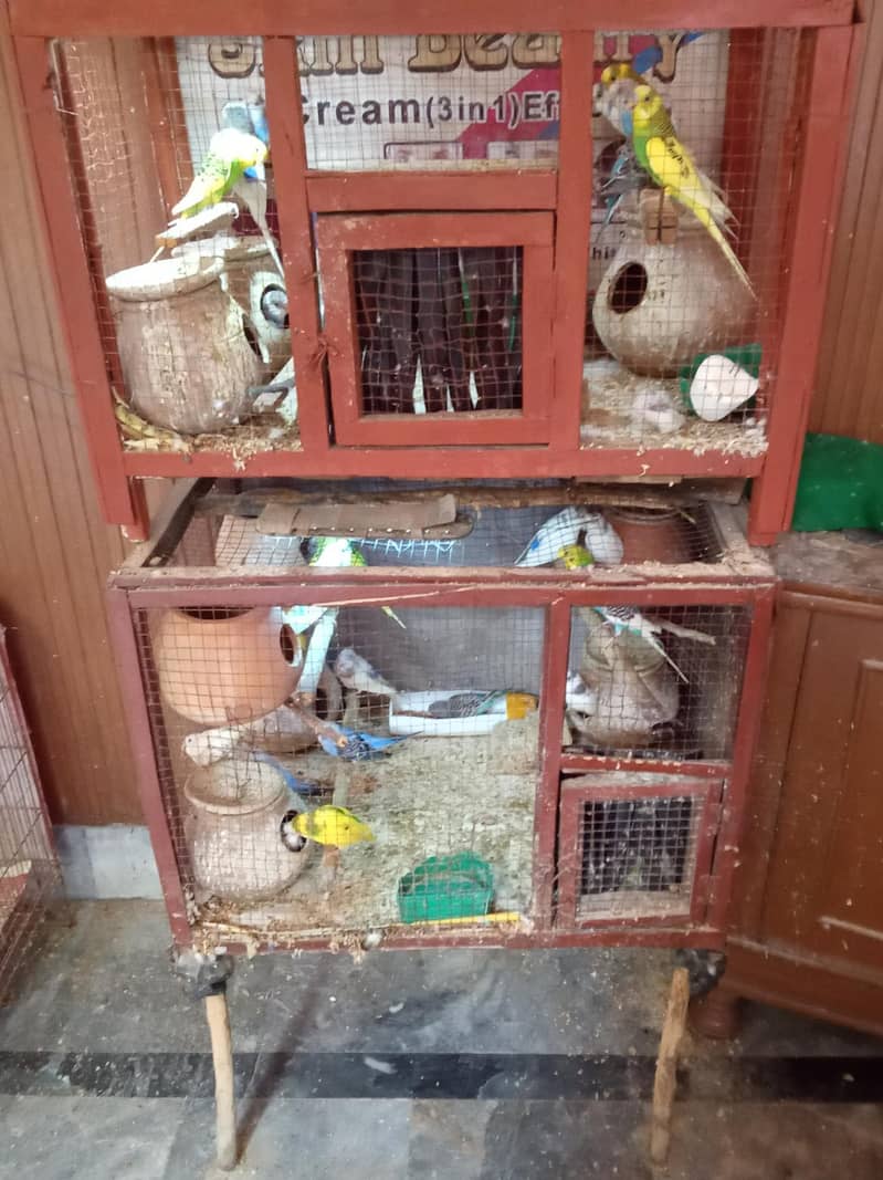 اسٹریلین طوطے 60 پیس بمعہ پنجرے،برتن،انڈے،8 جوڑے انڈوں پر،03009655417 10