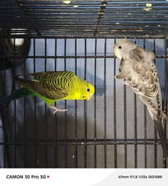 Australian budgie parrot black wing hogo