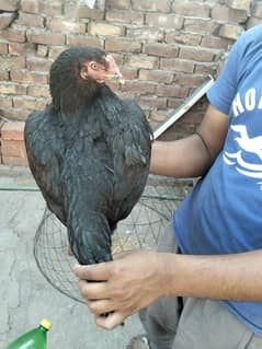 Mianwali and Thai Aseel hens