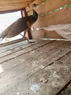 peacock