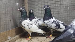 insan taddi chodhry saab walay taddi pigeons for sale.