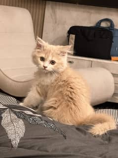 Persian