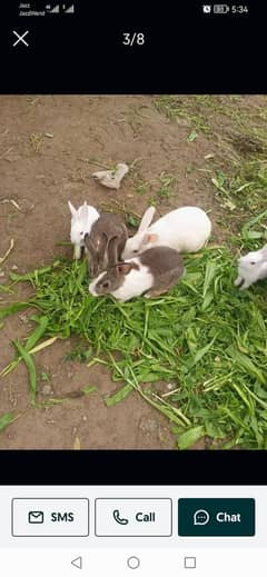 Active n healthy beautiful rabbits