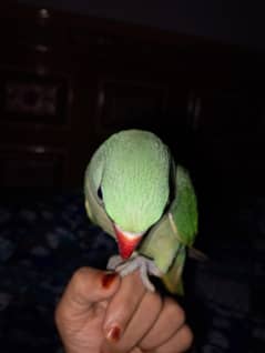 pahari