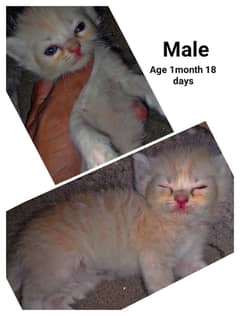 Persion kittens for sale age almost 48 days