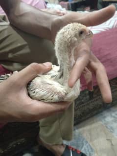 O shamoo chicks for sale