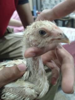O shamoo chicks for sale