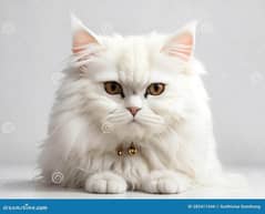 persian pure Punch face triple coated female cat