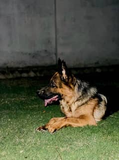 Pair german shepherd