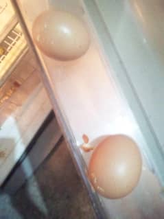 Lohman Hens for sale