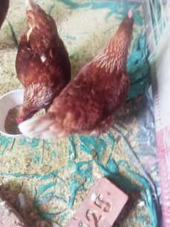 Lohman Hens for sale