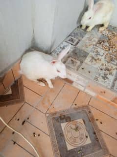 rabbits
