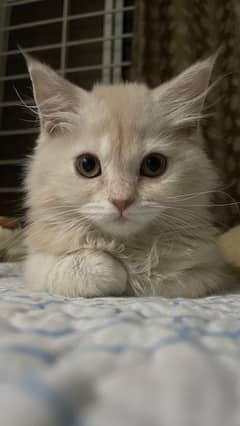 KITTEN PERSIAN VACCINATED GINGER COLOR FOR SALE