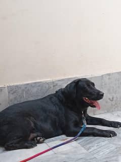 labra dog  50000 thousand