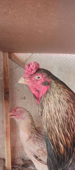 mianwali aseel male for sale reasonable and exchange possible
